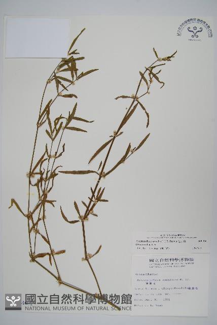 蓮子草藏品圖，第1張