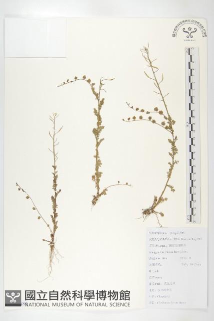 水田碎米薺藏品圖，第1張