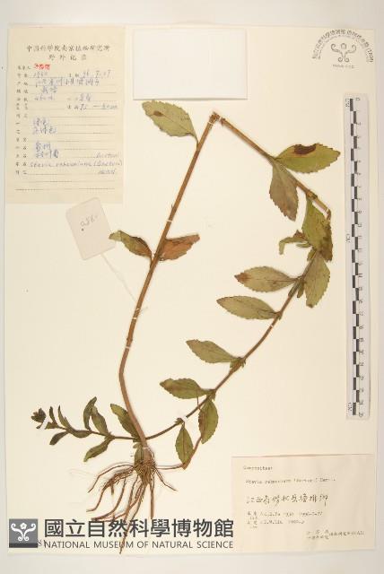 甜葉菊藏品圖，第1張