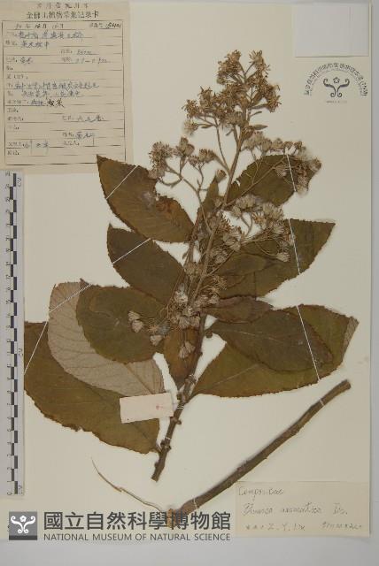 薄葉艾納香藏品圖，第1張