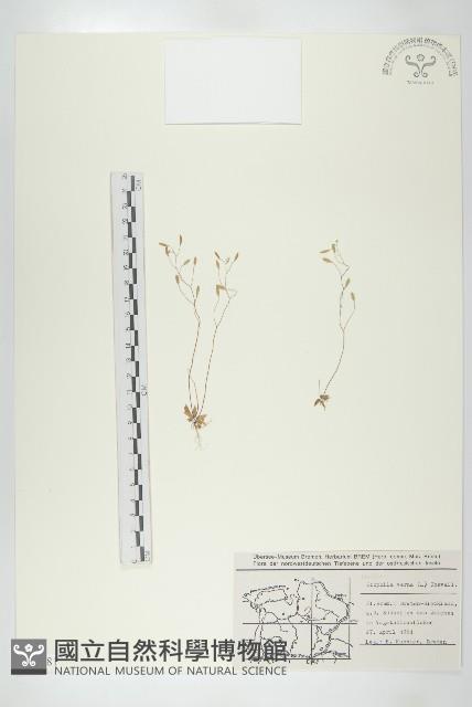 登錄號:S077681藏品圖，第1張