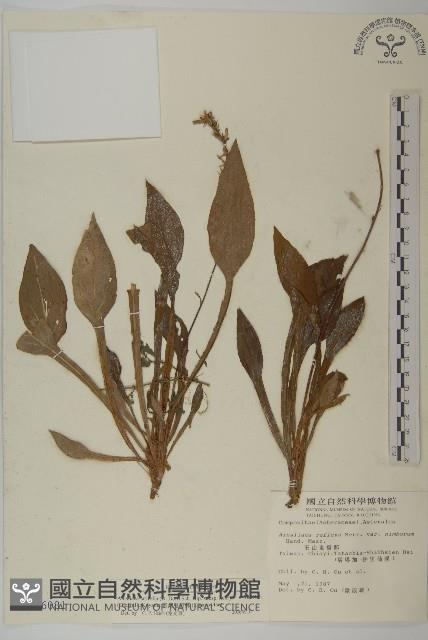 臺灣鬼督郵藏品圖，第1張