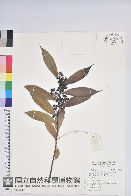 尖基木藜蘆藏品圖，第1張