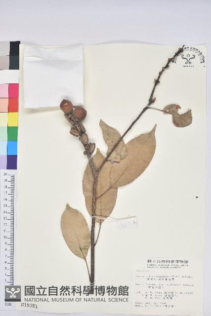 短尾柯、油葉杜、嶺南柯藏品圖，第1張