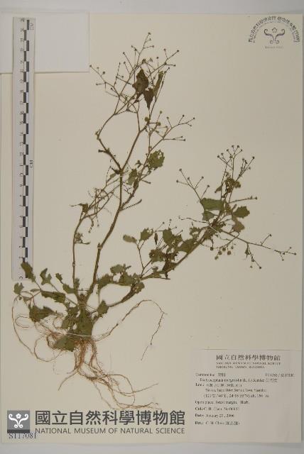 茯苓菜藏品圖，第1張