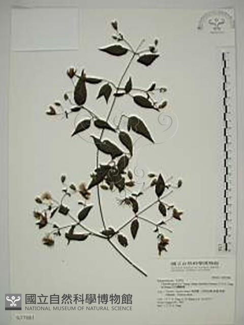 巴氏鐵線蓮藏品圖，第1張