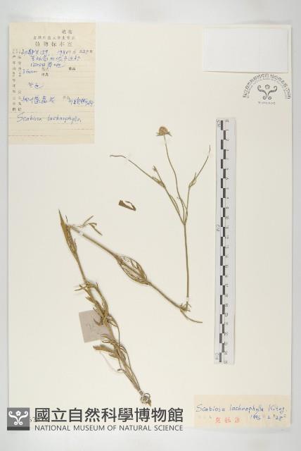 細葉藍盆花藏品圖，第1張