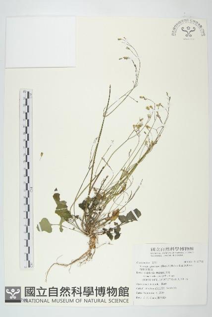 細梗黃鵪菜藏品圖，第1張