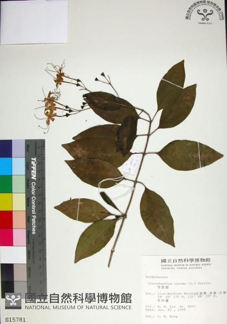 苦林盤藏品圖，第1張