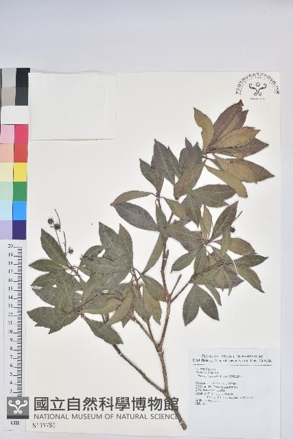 臺灣馬醉木藏品圖，第1張