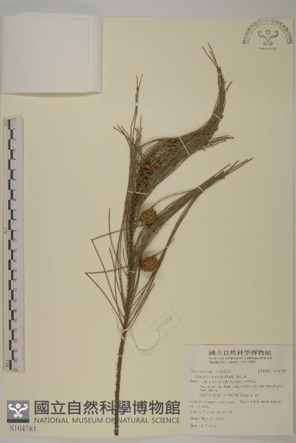 木麻黃藏品圖，第1張