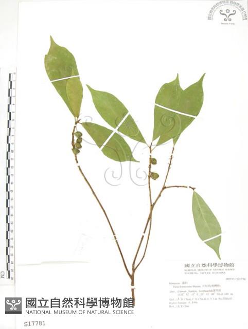 天仙果、臺灣榕藏品圖，第1張