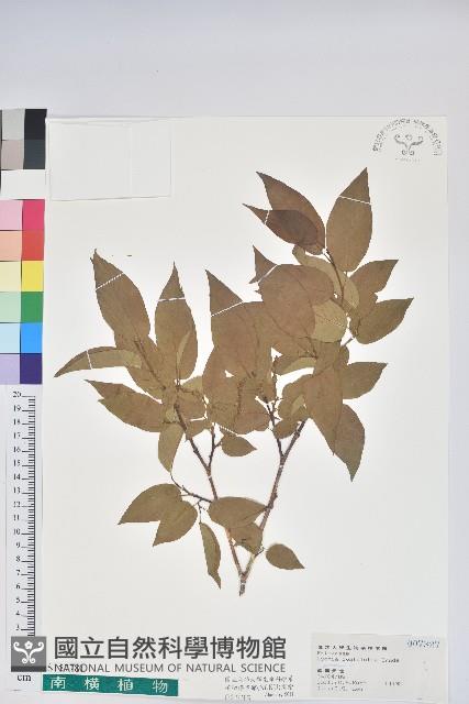 南燭藏品圖，第1張