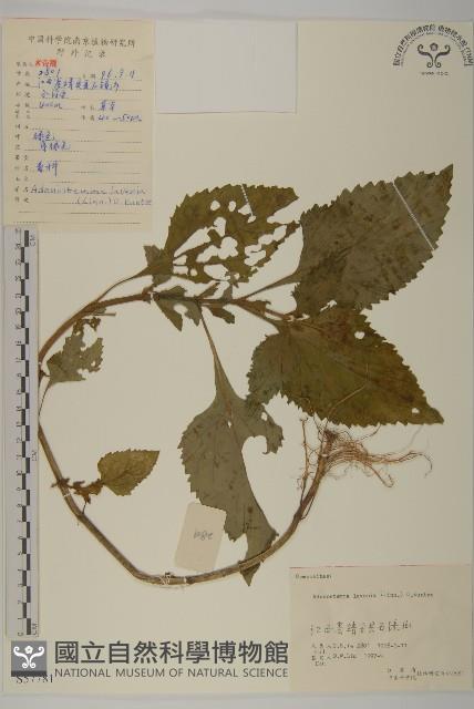 下田菊藏品圖，第1張