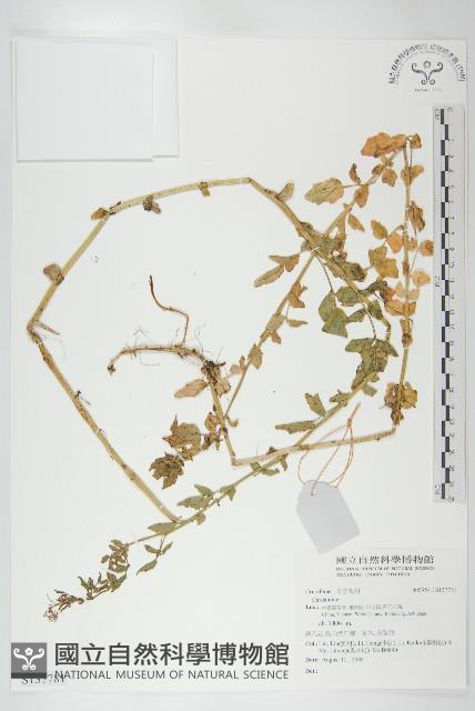 登錄號:S137781藏品圖，第1張