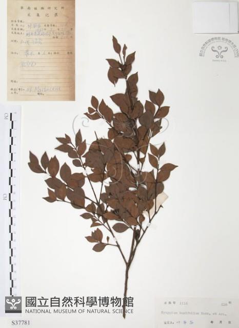 小葉赤楠藏品圖，第1張