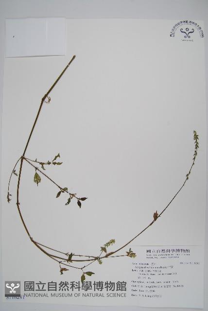 牛膝藏品圖，第1張