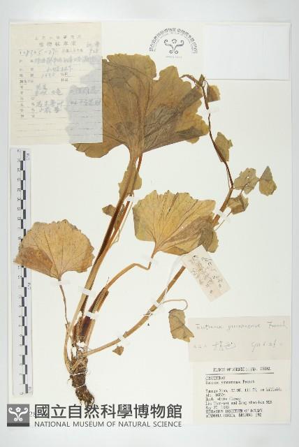 山俞菜藏品圖，第1張