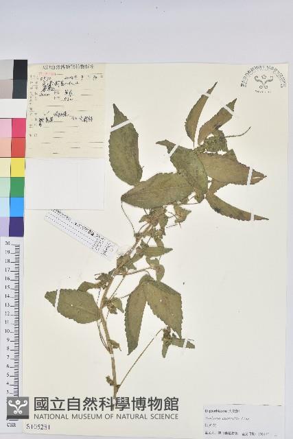 鐵莧菜藏品圖，第1張