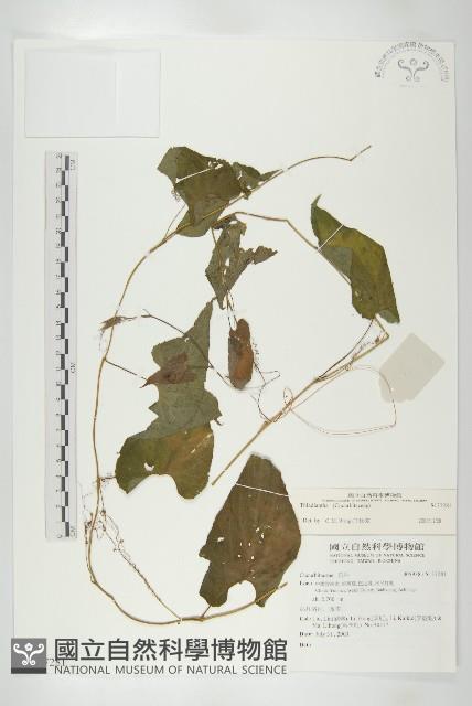 登錄號:S137281藏品圖，第1張