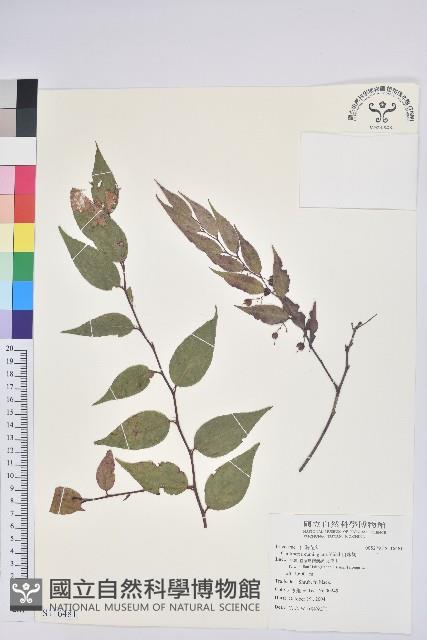 白珠樹藏品圖，第1張