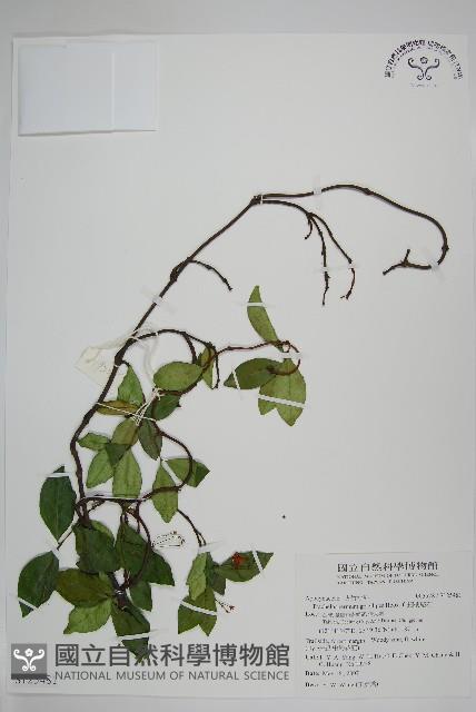 細梗絡石藏品圖，第1張