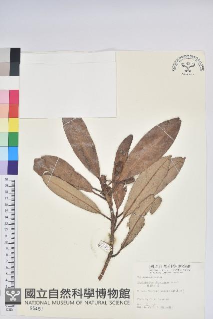 臺灣杜鵑藏品圖，第1張