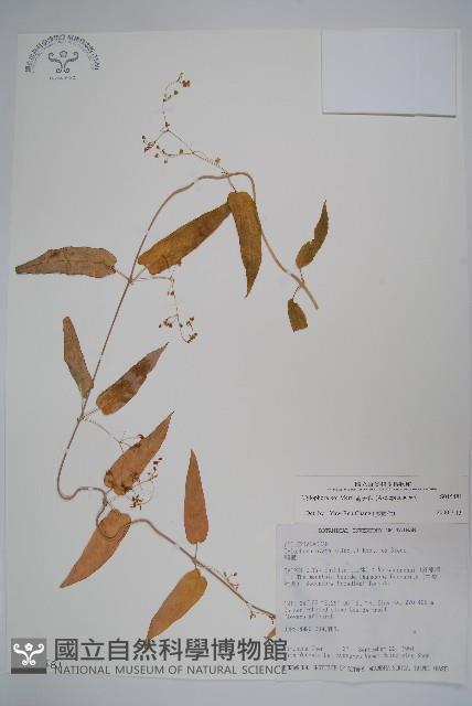 通天蓮藏品圖，第1張