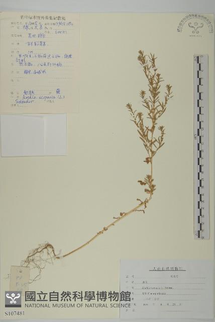 地膚、掃手草藏品圖，第1張