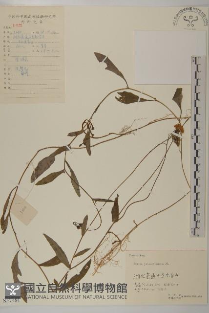 小葉一點紅藏品圖，第1張