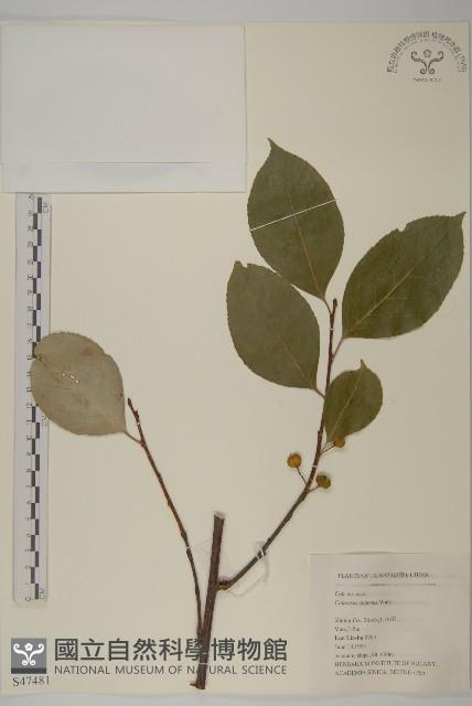 顯柱南蛇藤藏品圖，第1張