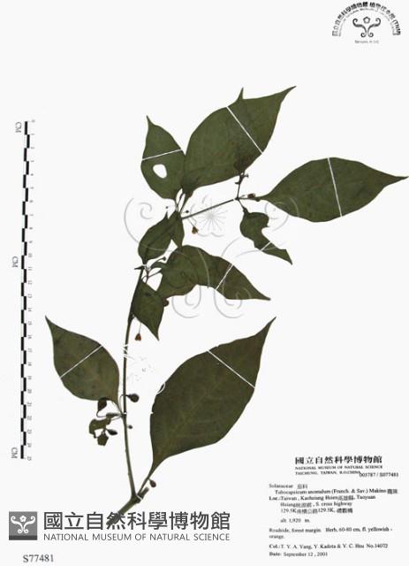 龍珠藏品圖，第1張