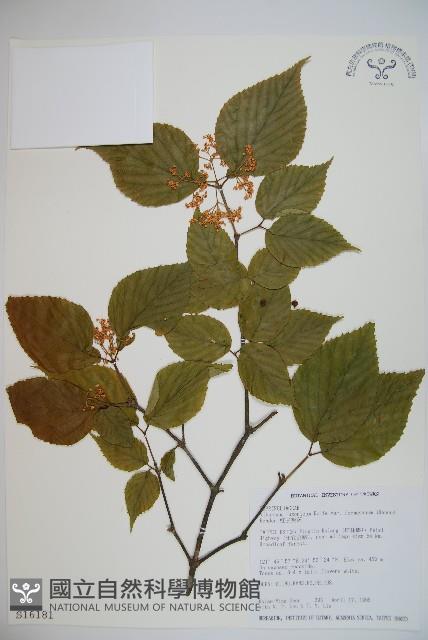 紅子莢迷藏品圖，第1張