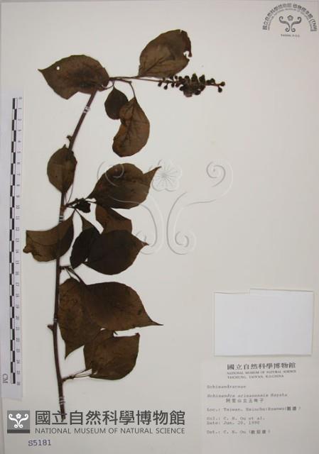 阿里山五味子藏品圖，第1張