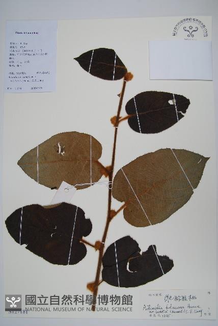 絲毛獼桃藏品圖，第1張