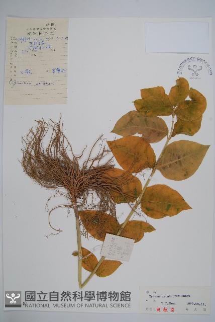 牛皮消、白薇藏品圖，第1張