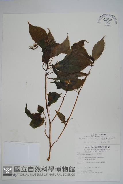棣慕華鳳仙花藏品圖，第1張