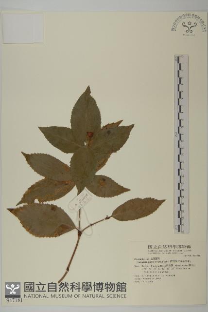 草珊瑚、紅果金粟蘭藏品圖，第1張