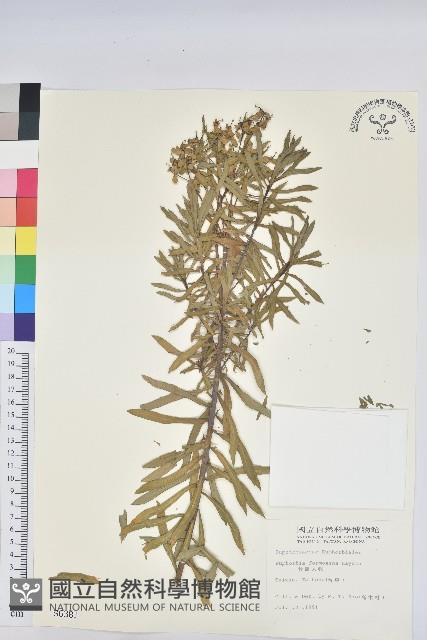 臺灣大戟藏品圖，第1張