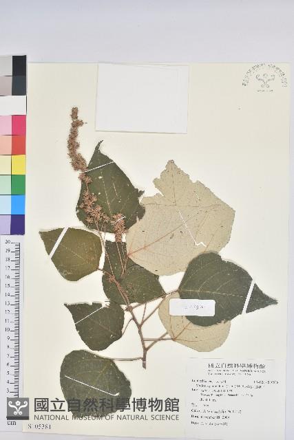 白匏子藏品圖，第1張