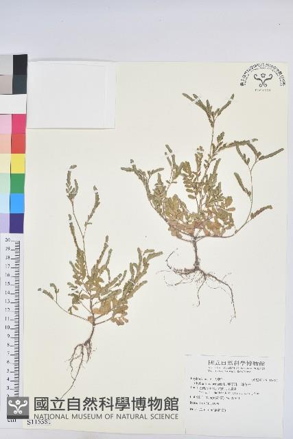 葉下珠、珠仔草藏品圖，第1張