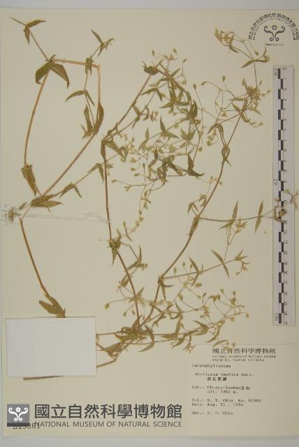 疏花繁縷藏品圖，第1張