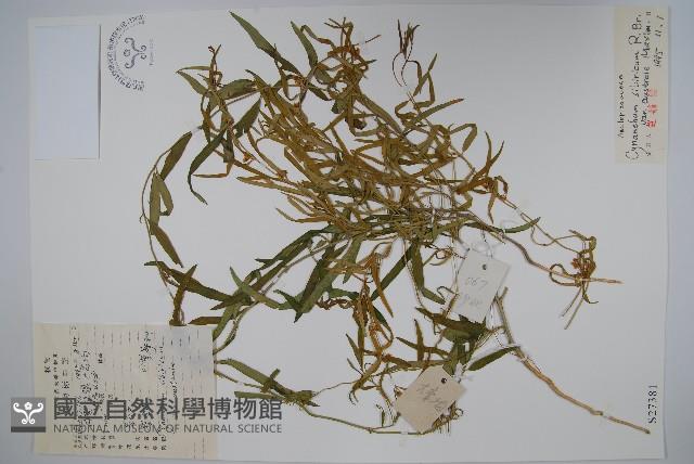 雀飄藏品圖，第1張