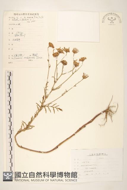 Accession Number:S107381 Collection Image, Figure 1, Total 3 Figures