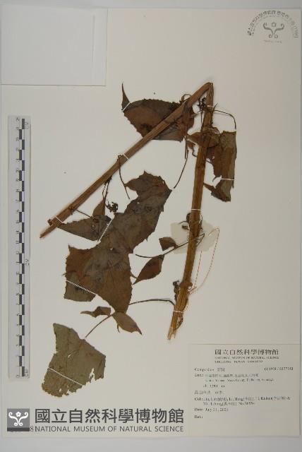 登錄號:S137381藏品圖，第1張