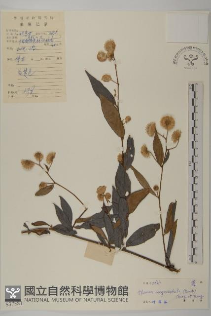 大頭艾納香藏品圖，第1張