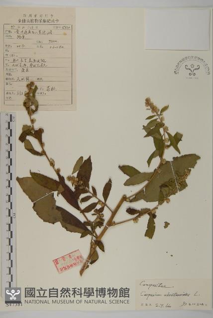 Accession Number:S047381 Collection Image, Figure 1, Total 3 Figures