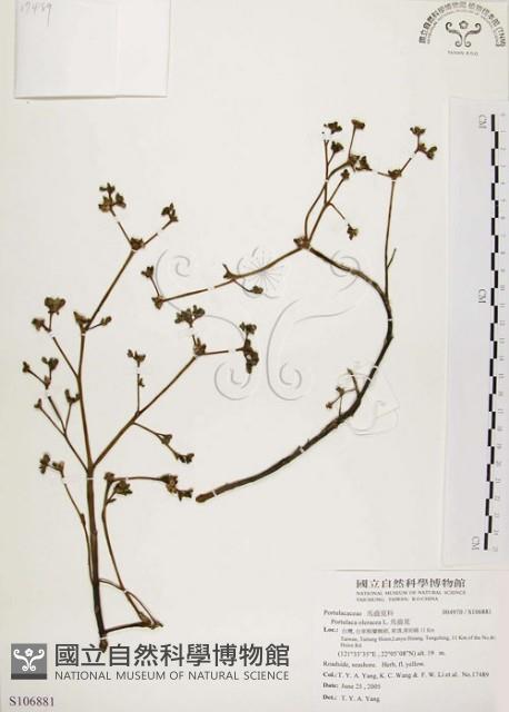 馬齒莧藏品圖，第1張