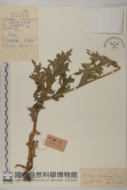 煙管草藏品圖，第1張