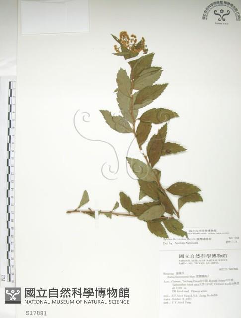 臺灣繡線菊藏品圖，第1張